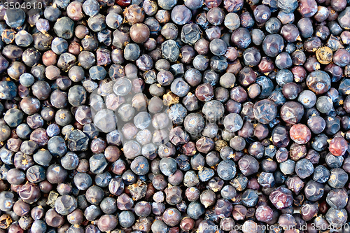 Image of Juniper texture