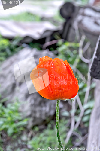 Image of Red poppy on gray background