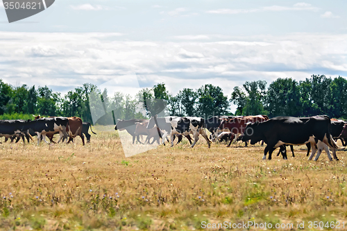 Image of Cows black and white and brown on meadow