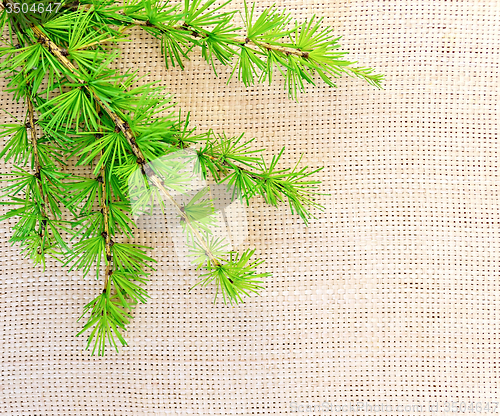 Image of Fir on coarse fabric