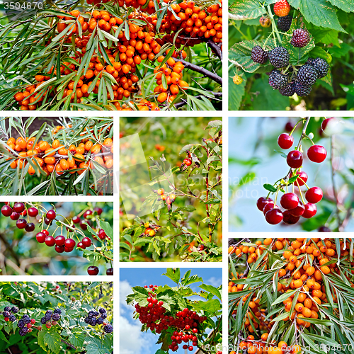 Image of Berries ripe set