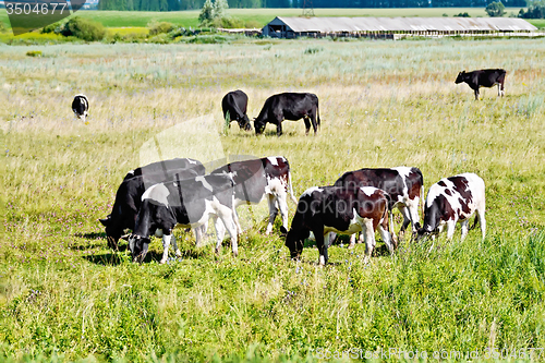 Image of Cows black and white in meadow