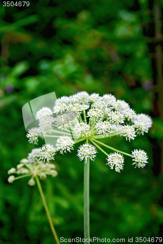 Image of Cicuta virosa