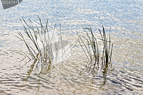 Image of Reed in water