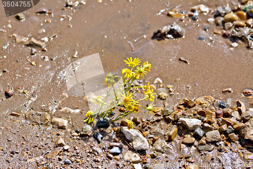 Image of Flower yellow on the wet sand