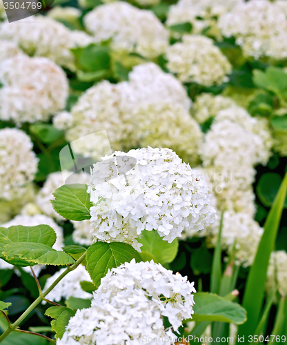 Image of Hydrangea white