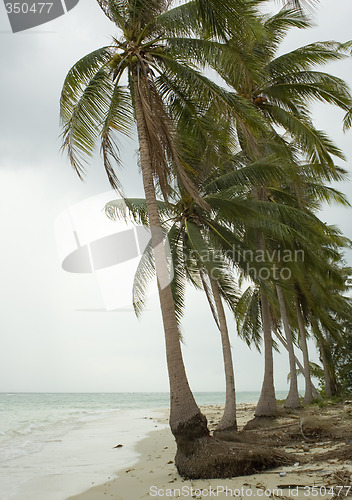 Image of palm