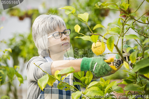 Image of Taking care of lemon tree