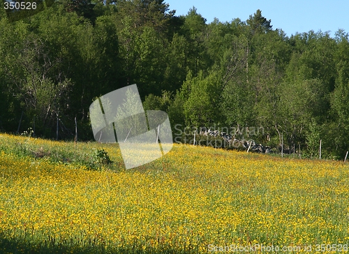 Image of Summer fields