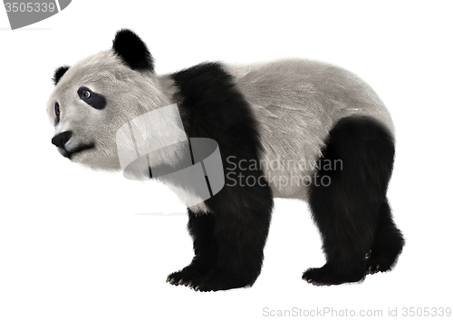 Image of Panda Bear Cub