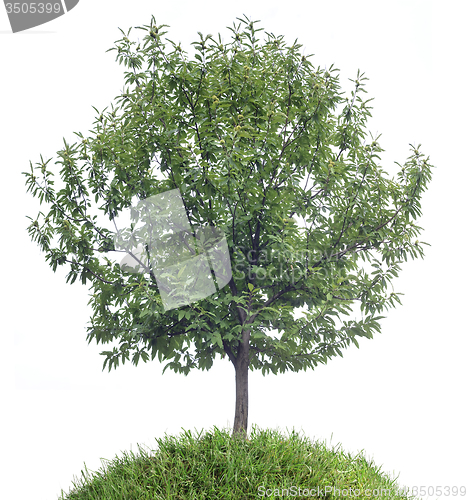 Image of Chestnut Tree Cutout
