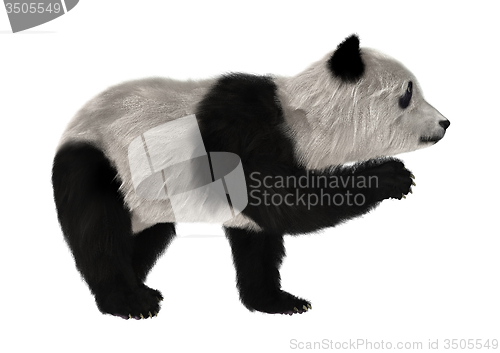 Image of Panda Bear Cub