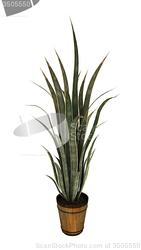 Image of Sansevieria on White