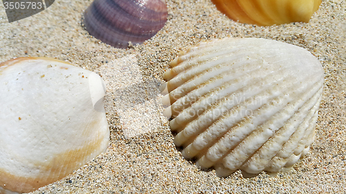 Image of Closeup of sea shells on the sand 