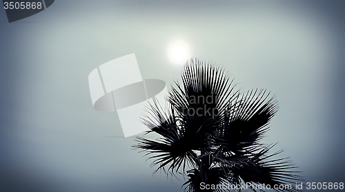 Image of Palm tree against a cloudy sky with sun 