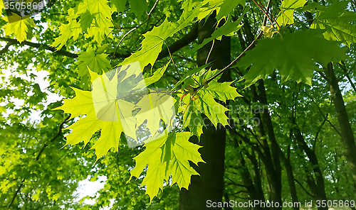 Image of Beautiful spring leaves of maple tree