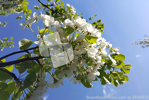 Image of Branch of a spring tree with beautiful white flowers