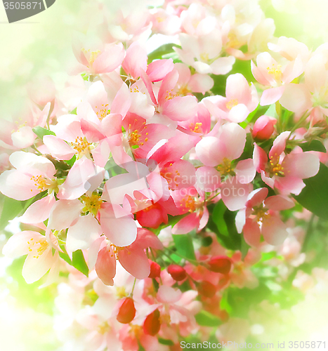 Image of branch of a blossoming tree