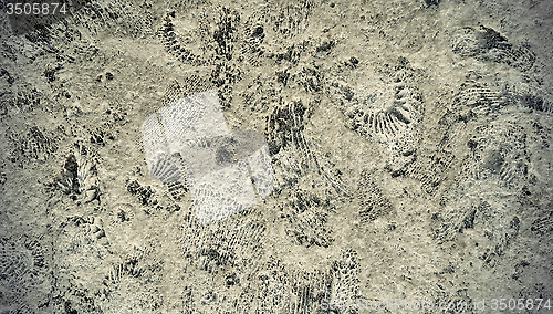 Image of Ammonite fossils on a rock