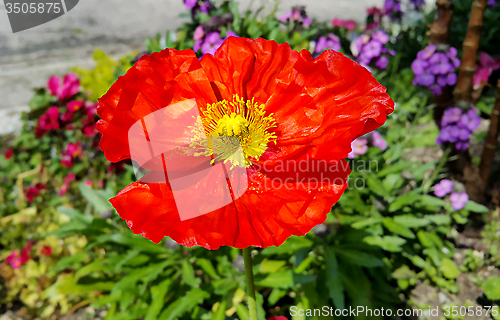 Image of Beautiful red blooming poppy