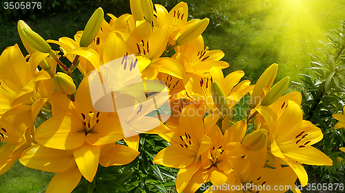 Image of Beautiful bright yellow lily and sunlight