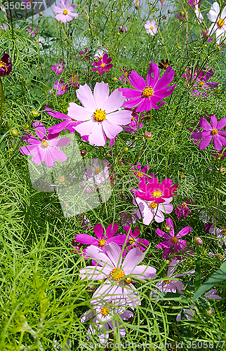 Image of Beautiful Cosmos flowers