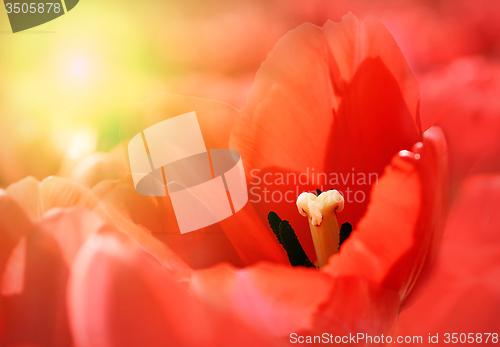 Image of Beautiful red tulips with sunlight