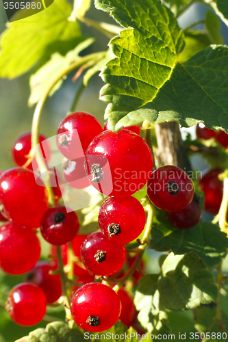 Image of Branch of ripe redcurrant berries
