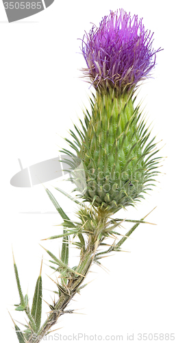 Image of Burdock Cutout