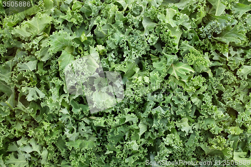 Image of Shredded kale leaves background