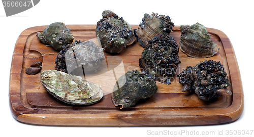 Image of Veined rapa whelk and oyster on wooden kitchen board