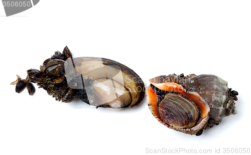 Image of River mussels (Anodonta) and veined rapa whelk