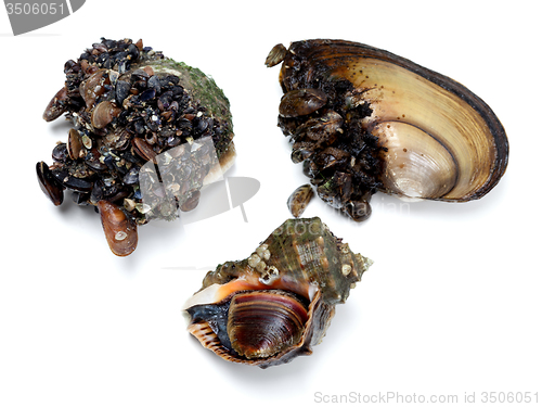 Image of Veined rapa whelk and river mussels (anodonta)