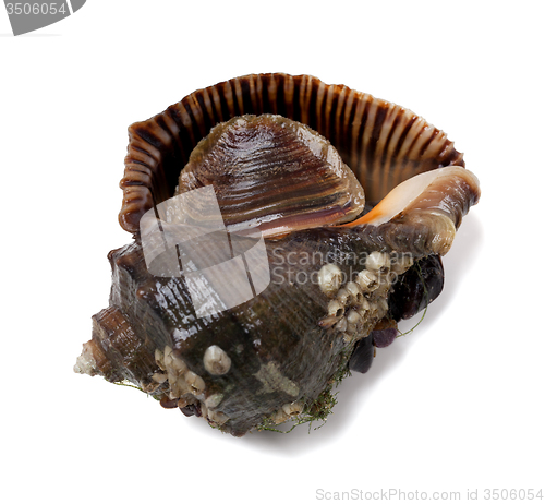 Image of Veined rapa whelk