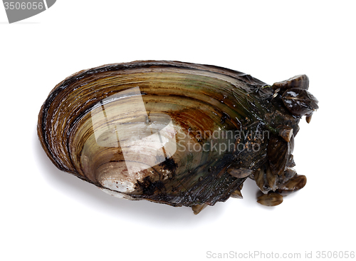Image of River mussel (Anodonta) with small mussels