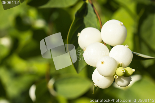 Image of Snowberry bush close