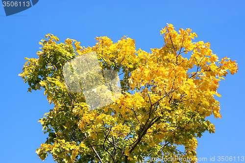 Image of Yellow and green maple