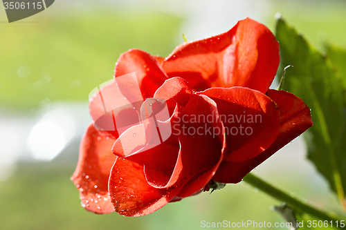 Image of Single red rose