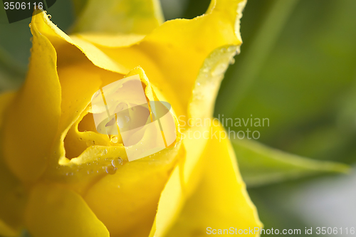 Image of Yellow rose macro