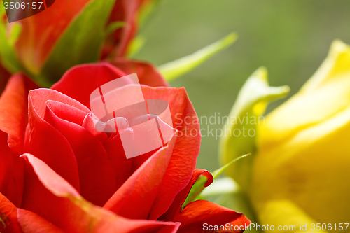 Image of Some roses
