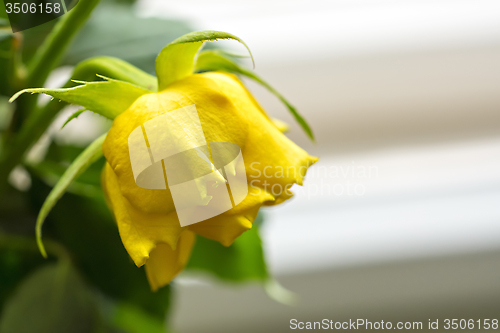 Image of Yellow rose flower