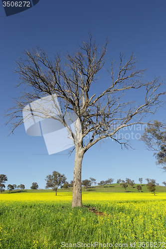 Image of Canola fields