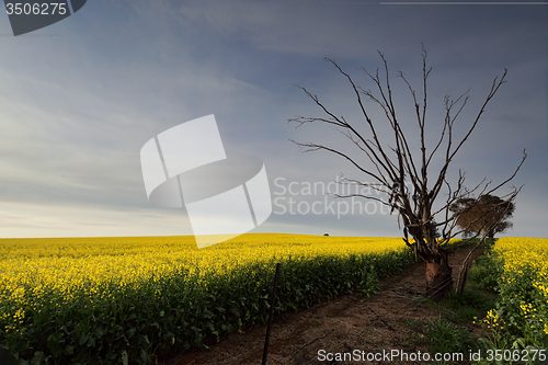 Image of Golden Canola rural farmland