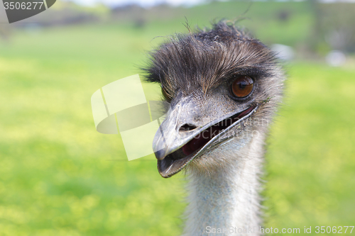 Image of Happy emu