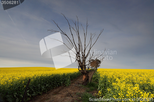 Image of Canola field in morning light