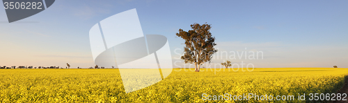 Image of Morning Light on Canola fields