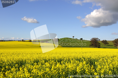 Image of Golden canola flowering in springtime