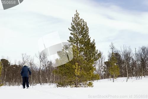 Image of Cross Country Skiing