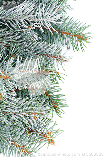 Image of Green Spruce Branches