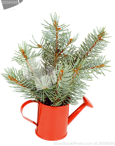 Image of Green Spruce Branches Bunch